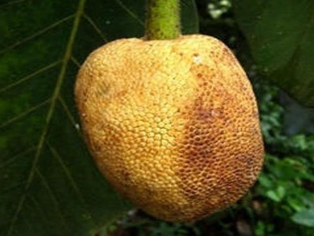 Artocarpus_Sarawakensis