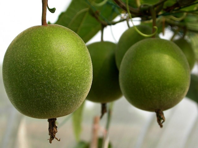Monk Fruit (Siraitia Grosvenorii)