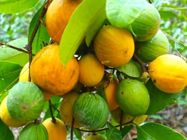 Willughbeia Cochinchinensis Fruit