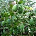 Feijoa Goyave-Ananas, Acca sellowiana, synonymes : Feijoa sellowiana, Orthostemon sellowianus