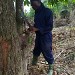 La ferme de Léo, mission humanitaire Cameroun 2019