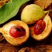 Myristica est un genre végétal de la famille des noix de muscade