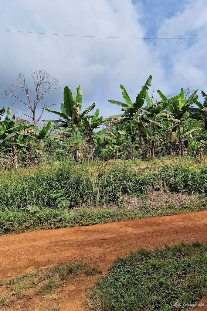 La ferme de Léo 2022, baneraie, plantation de banane plantain, Nkolnyama, Cameroun,