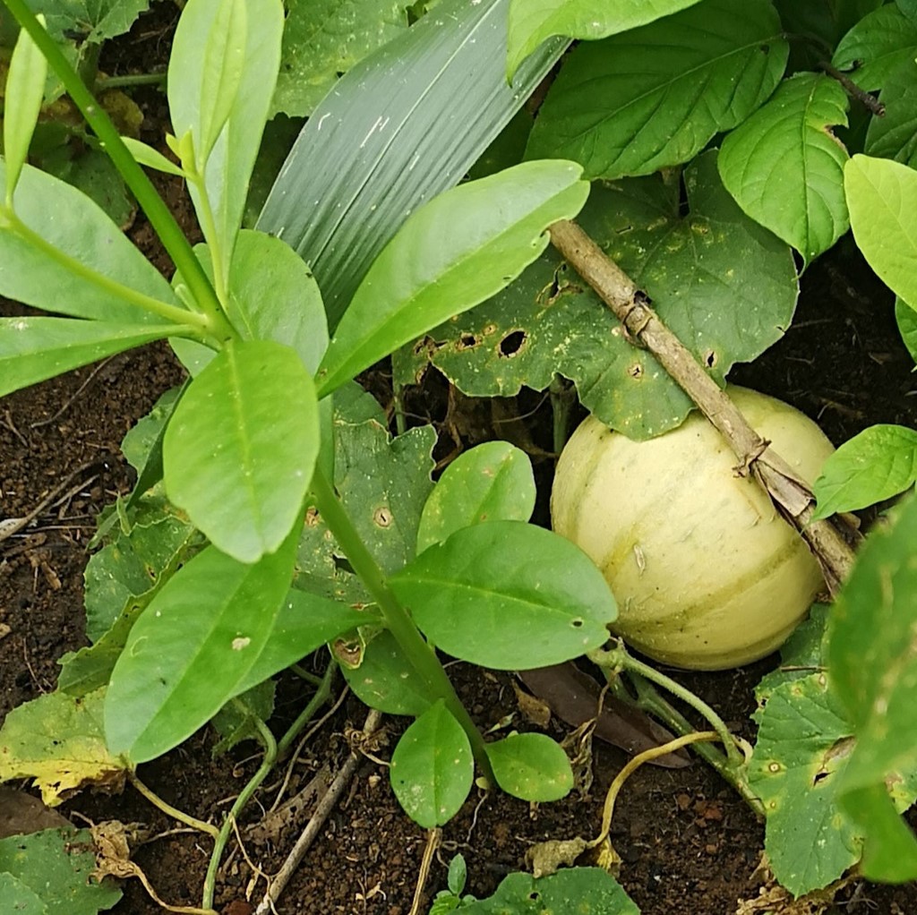 La ferme de Léo 2020-culture melon