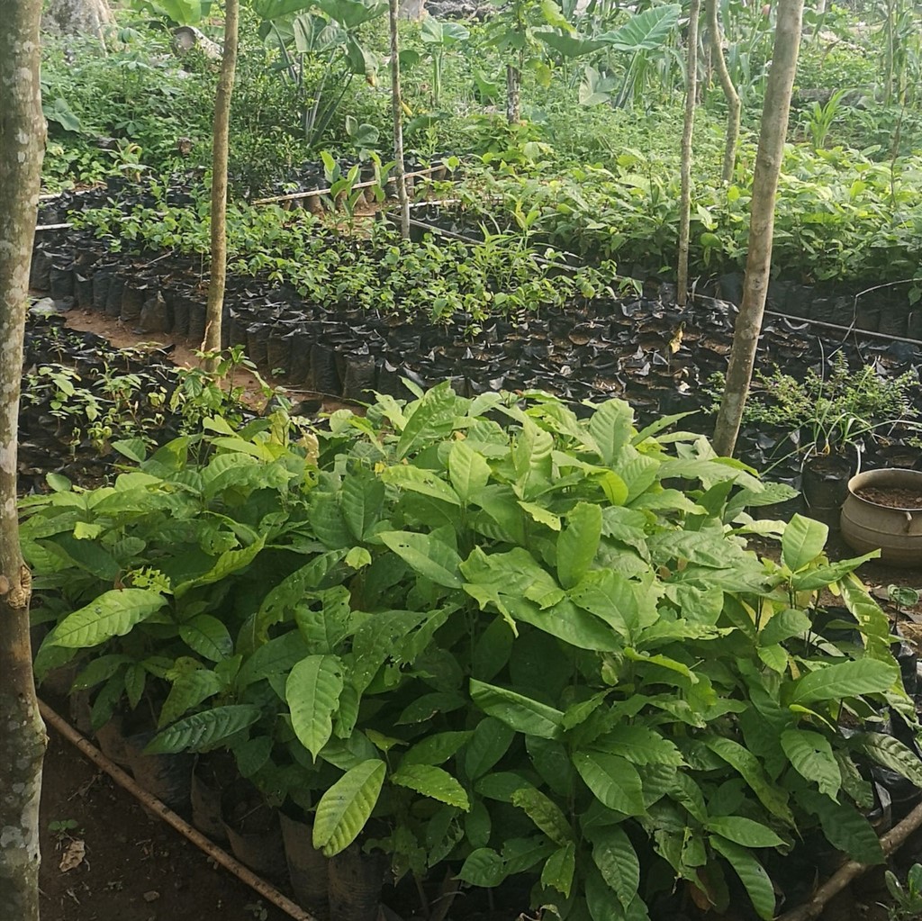 La ferme de Léo 2020-boutures Cacao