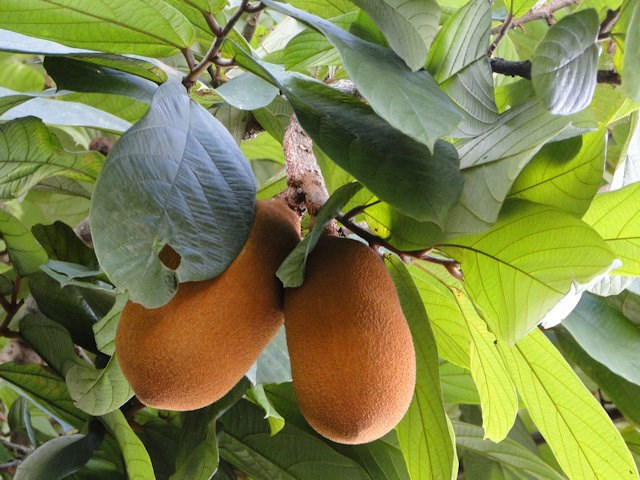 Cupuaçu: A Unique Brazilian Fruit, Explained