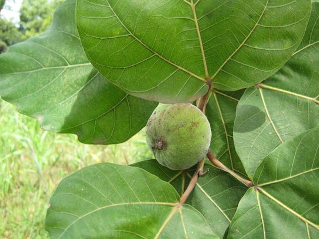 Ficus Vallis-Choudae