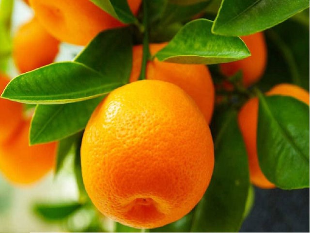 Mandarine(s)