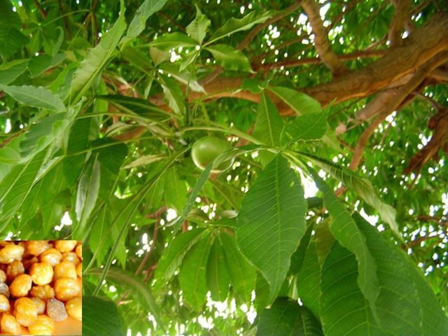 Ricinodendron heudelotii (Djangsang)
