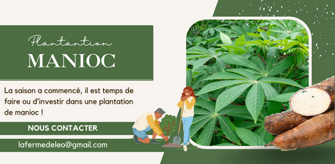 Recherche De Partenaires Financiers pour plantation de manioc au Cameroun,