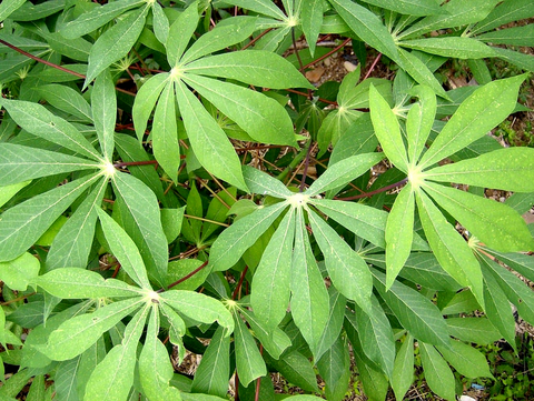 Création Gic Manioc, La ferme de Léo Cameroun,Nkoumadzap,