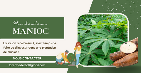 Recherche partenaires, Manioc, La ferme de Léo-Cameroun,Nkoumadzap,