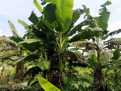 Création Gic Plantain, La ferme de Léo Cameroun,Nkoumadzap,