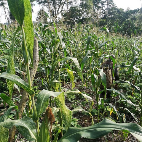 Création Gic Mais, La ferme de Léo Cameroun,Nkoumadzap,