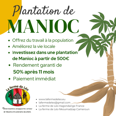 Recherche partenaires, Manioc, La ferme de Léo-Cameroun,Nkoumadzap,