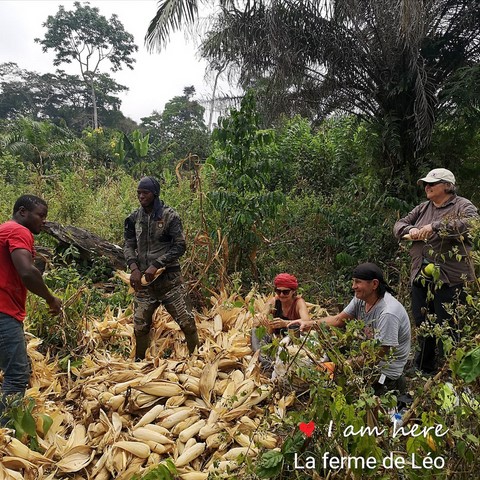 Recherche partenaires, Mais, La ferme de Léo-Cameroun,Nkoumadzap,