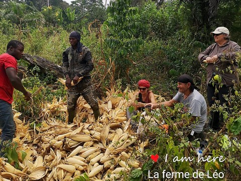 Recherche partenaires, Mais, La ferme de Léo-Cameroun,Nkoumadzap,