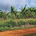 La ferme de Léo 2022, baneraie, plantation de banane plantain, Nkolnyama, Cameroun,