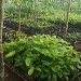 La ferme de Léo 2020-boutures Cacao
