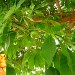 Ricinodendron heudelotii (Djangsang)